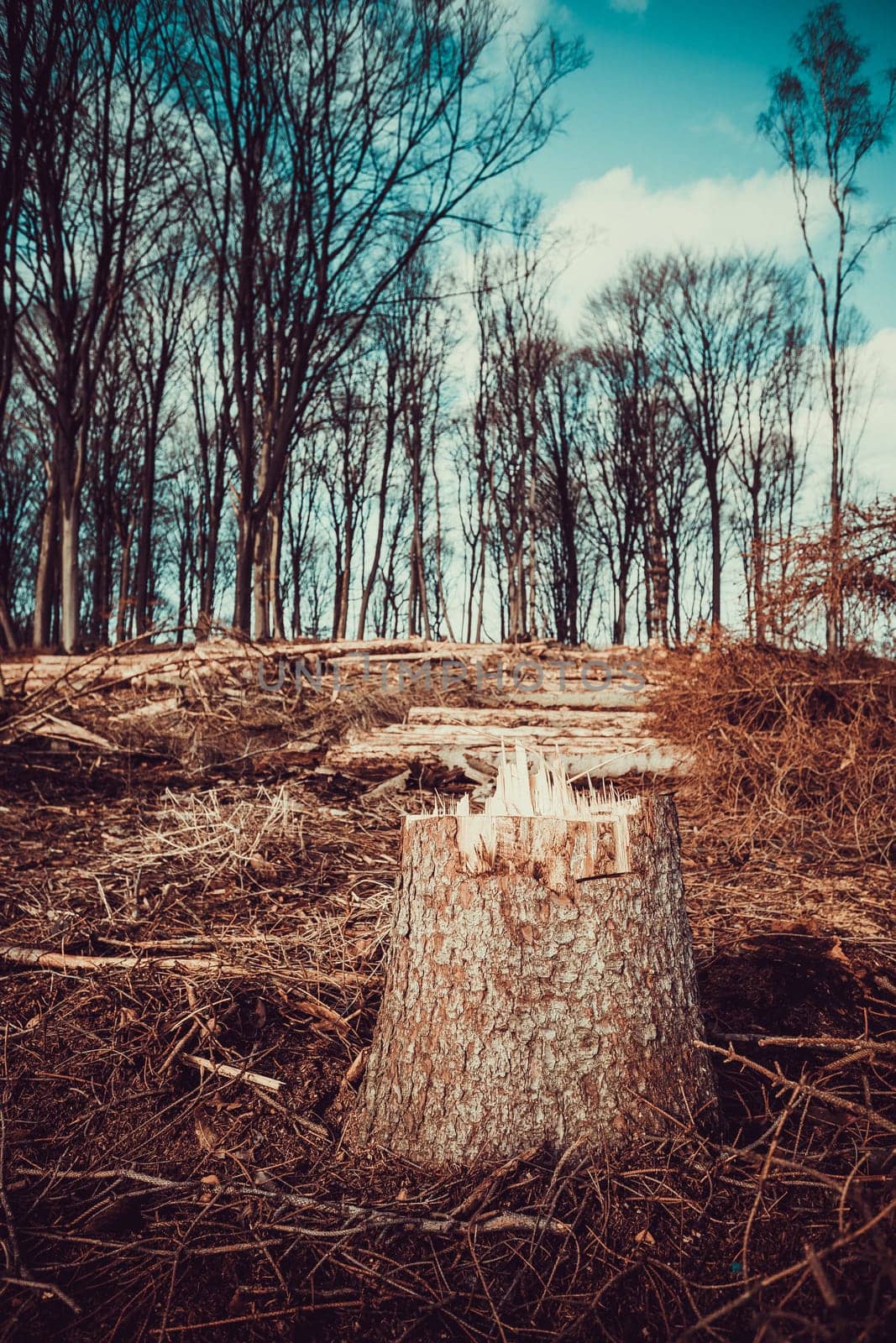 Illegal deforestation. The destruction of the forest