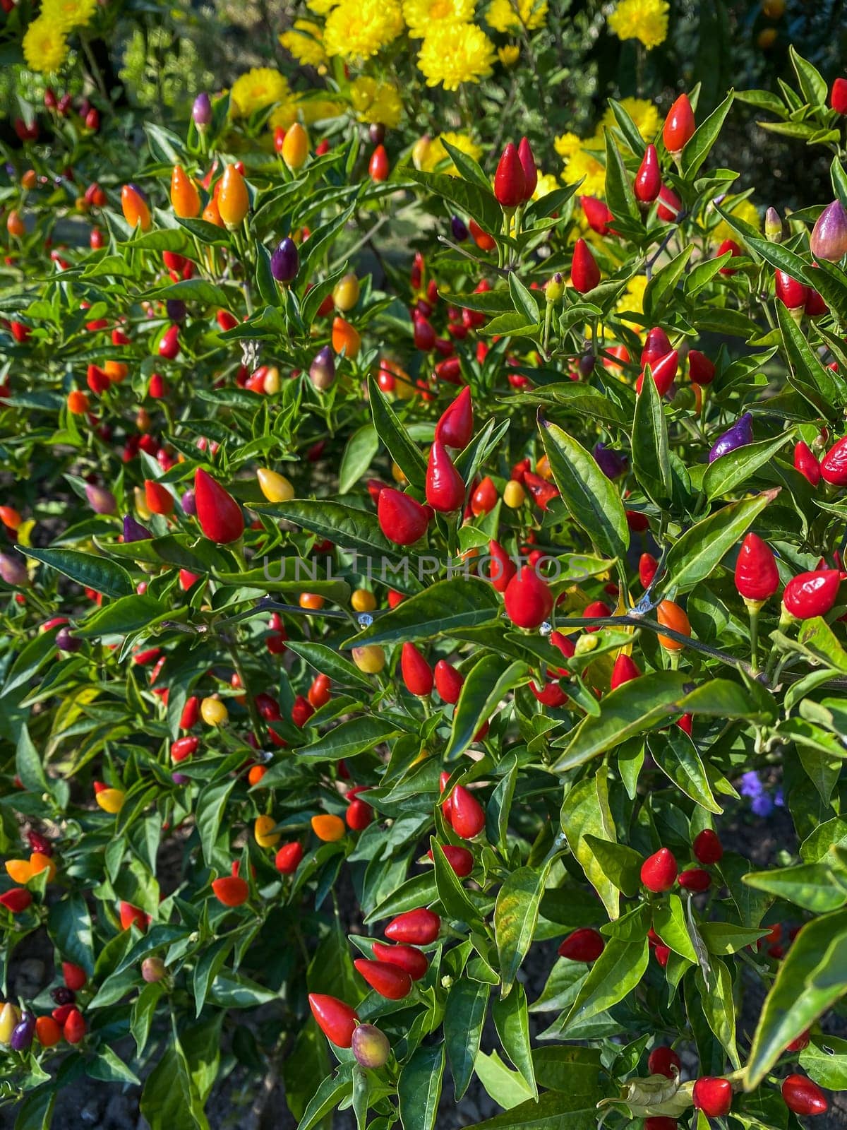 Mixed colored chilli peppers on tree