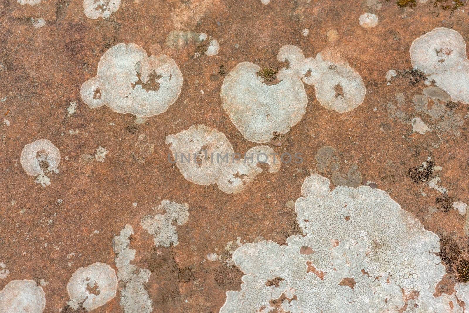 Close-up of a yellow-green lichen on an old sandstone