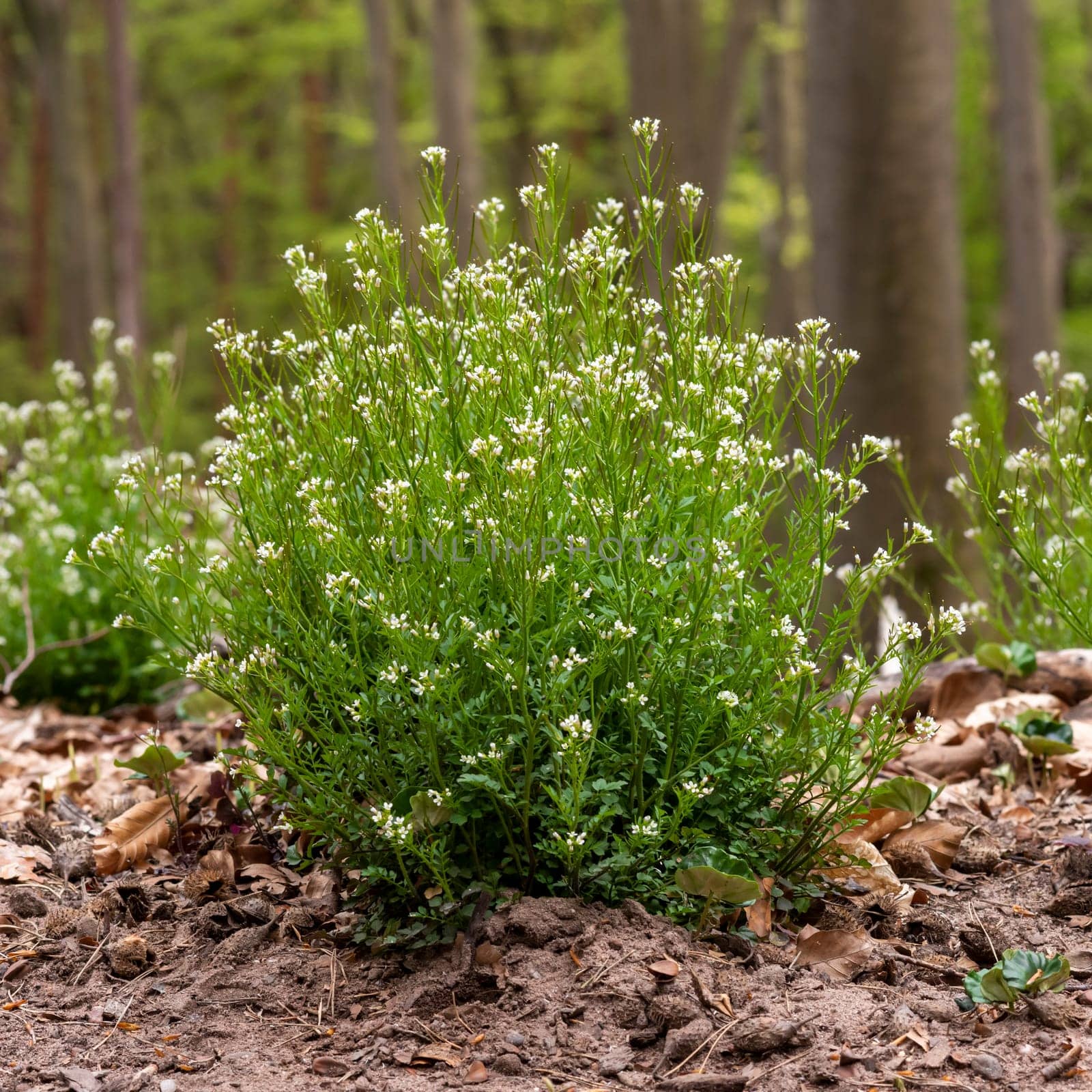 Large plant of the hairy foam herb with leaves and flowers on the forest floor in front of a blurred background