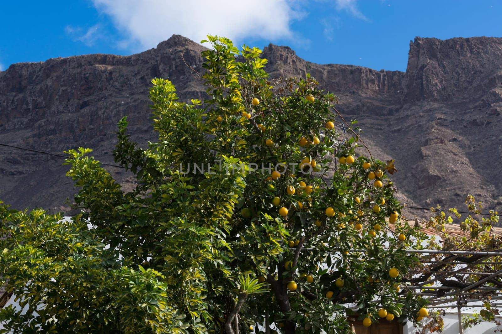 Close up of lemons hanging from a tree in a lemon grove