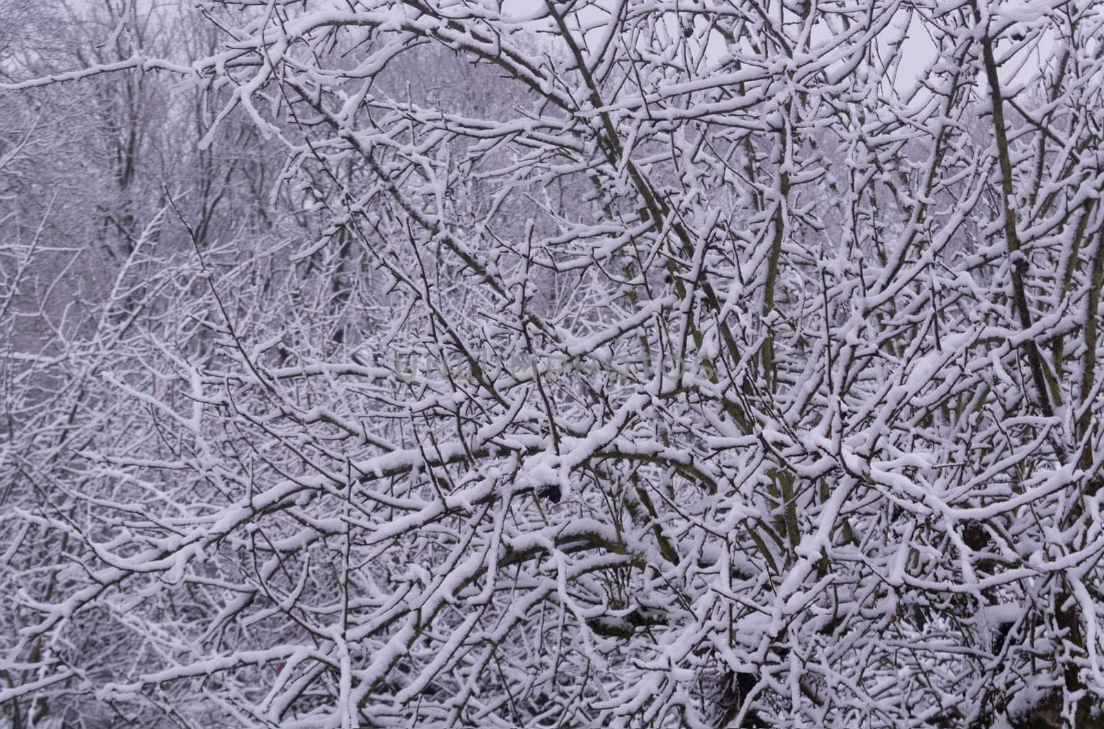 Old tree covered with snow