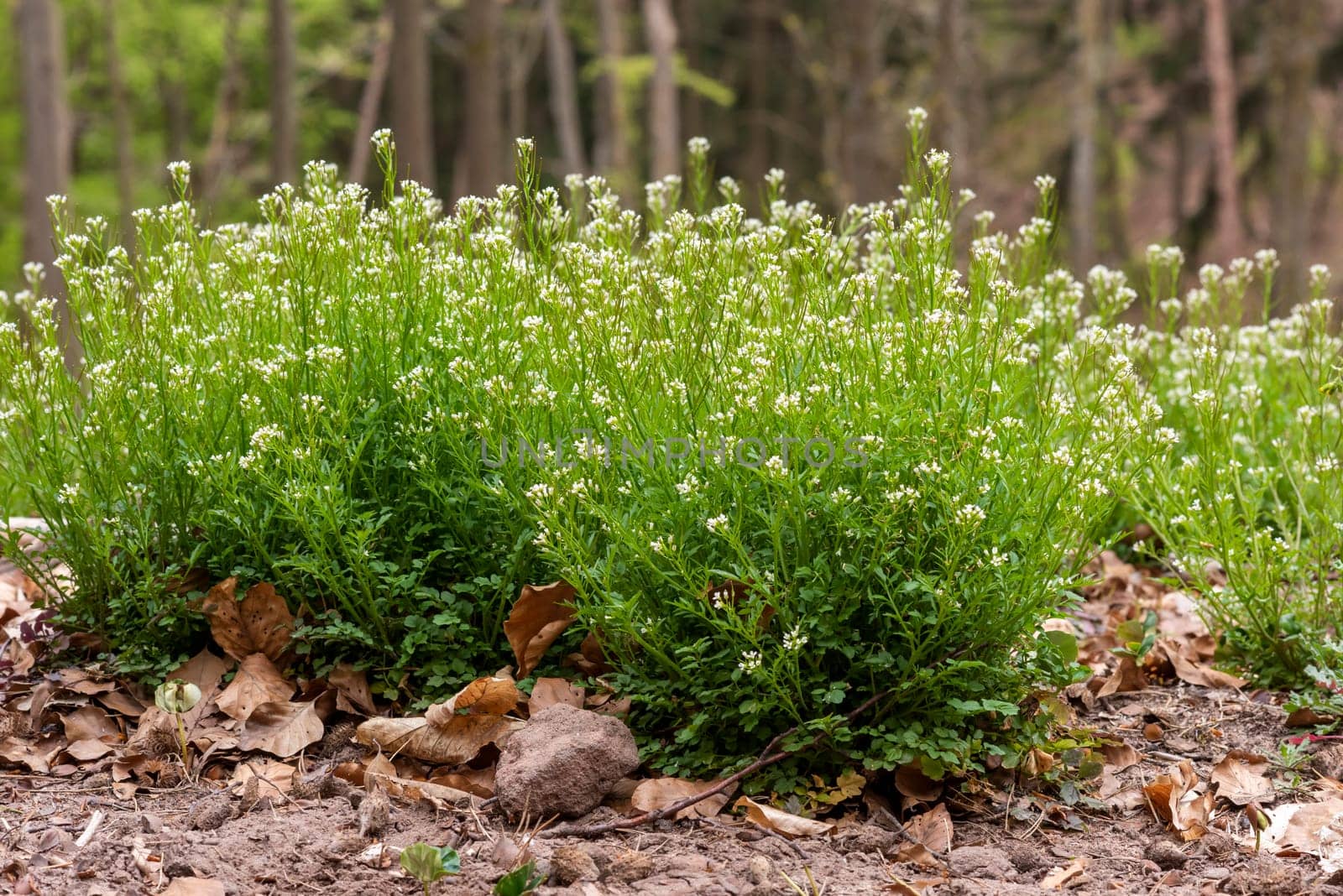 Large plant of the hairy foam herb with leaves and flowers on the forest floor in front of a blurred background