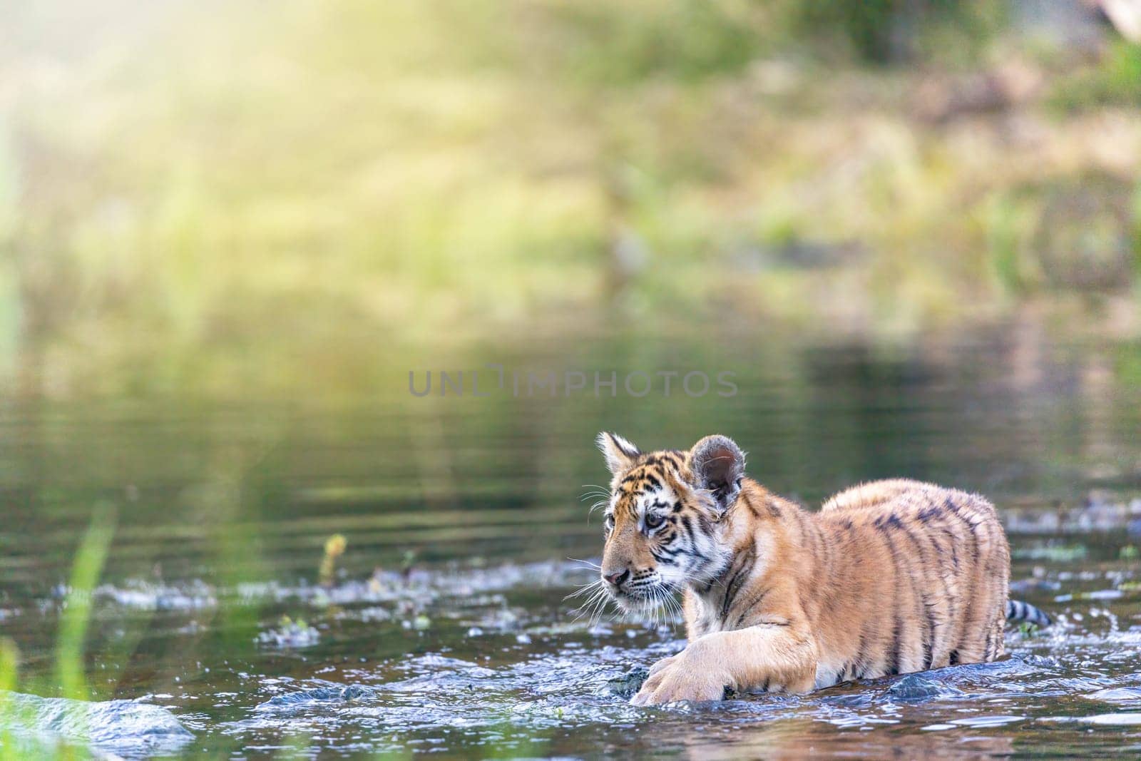 Cute Bengal tiger cub is walking in the lake looking at the camera.  Horizontally.