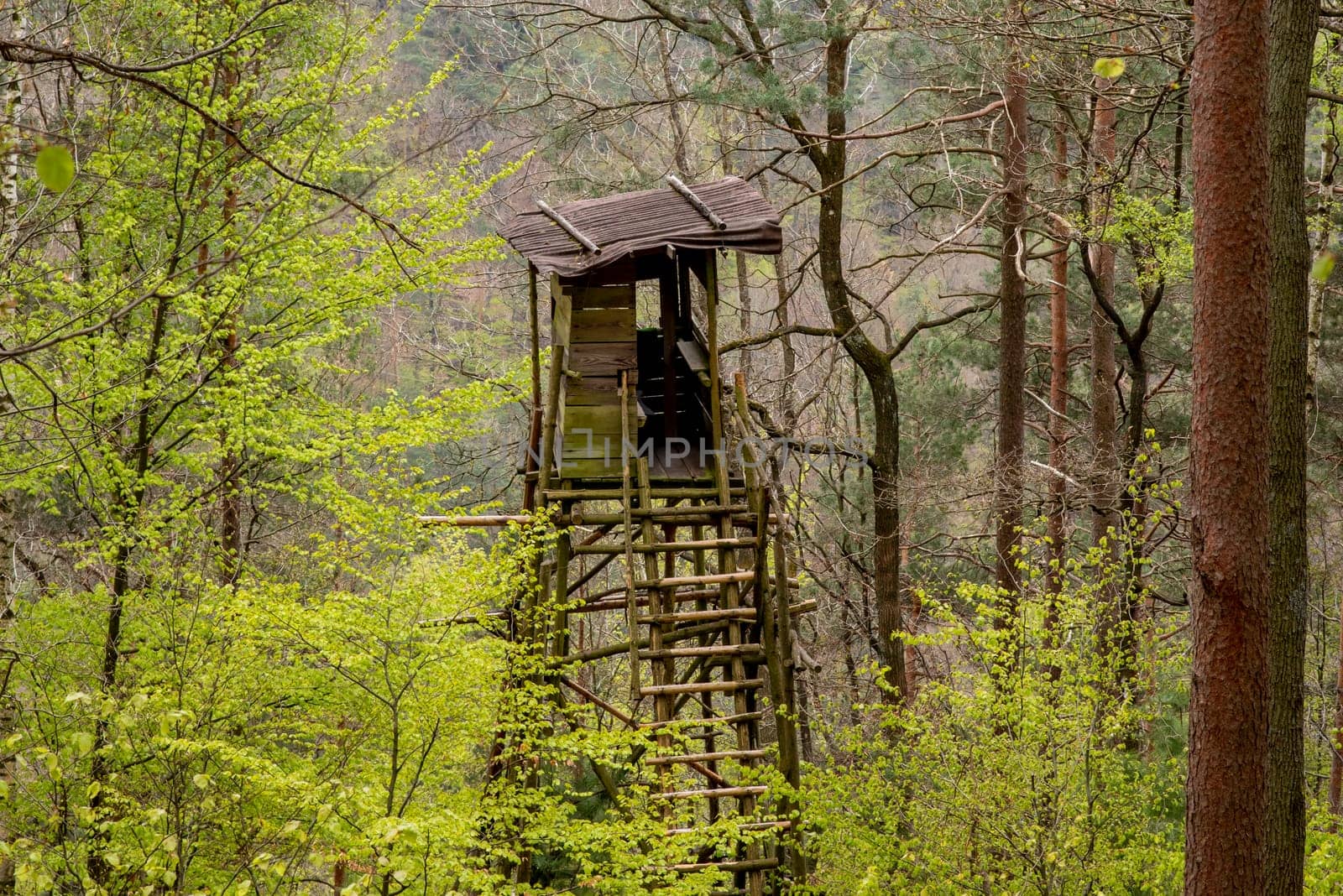 Hunter's high seat on a mountain slope in spring with pine and deciduous trees