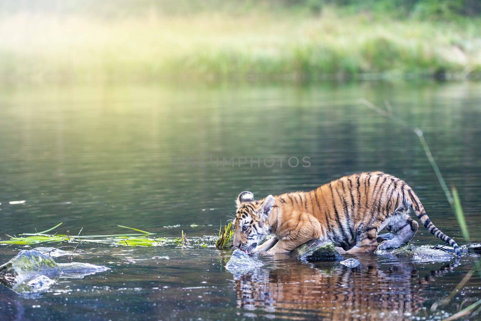 Bengal tiger cub enters the lake looking ahead.  Horizontally.