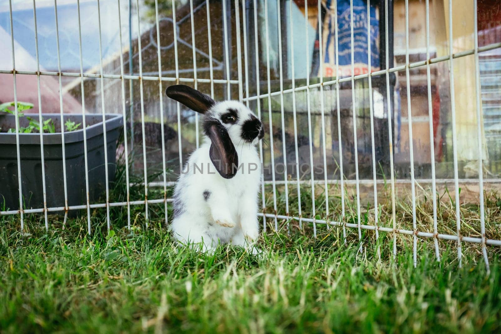 Little bunny is sitting in an outdoor compound. Green grass, spring time.