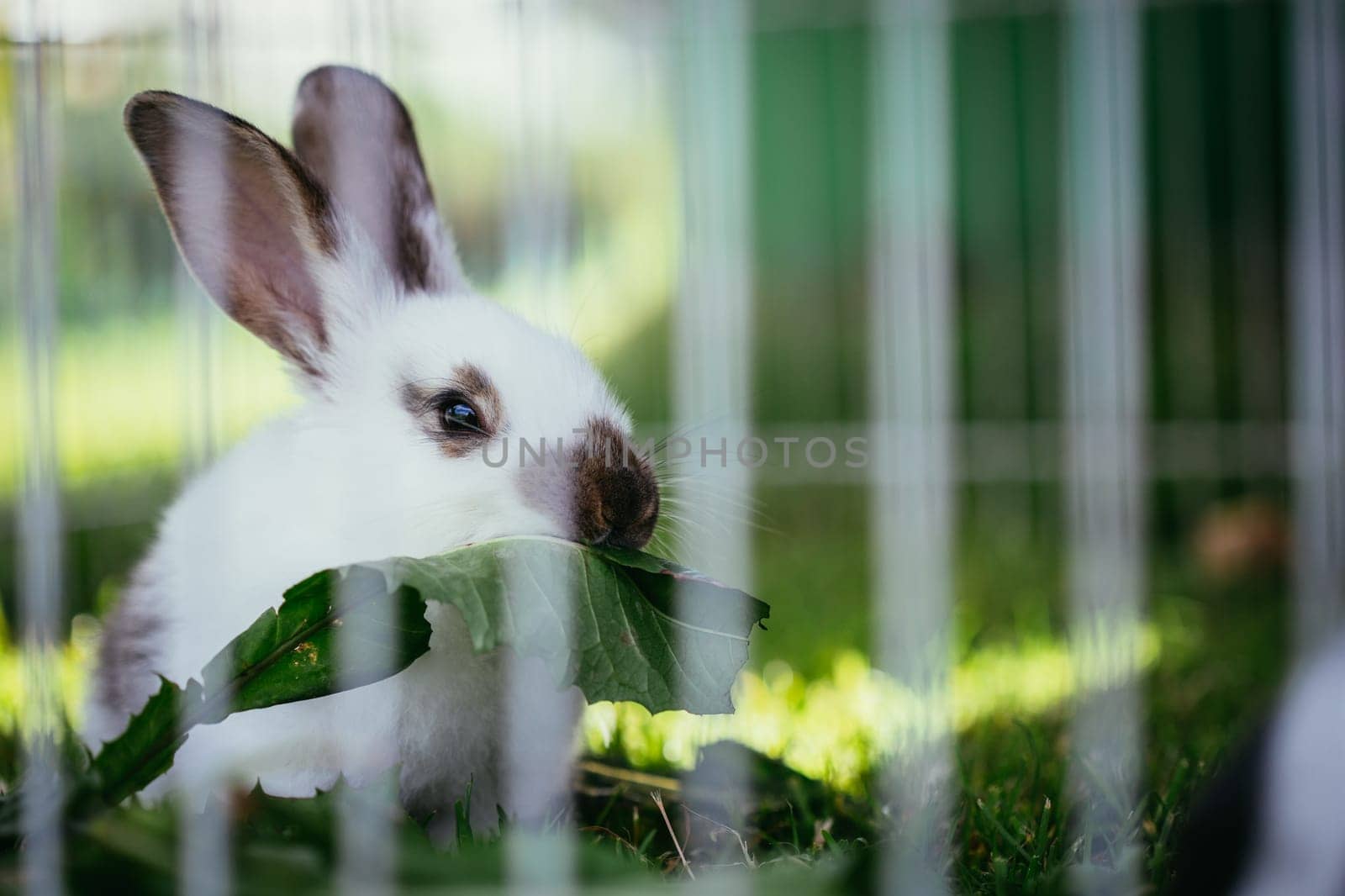 Cute little bunny eats salad in an outdoor compound. Green grass, spring time.