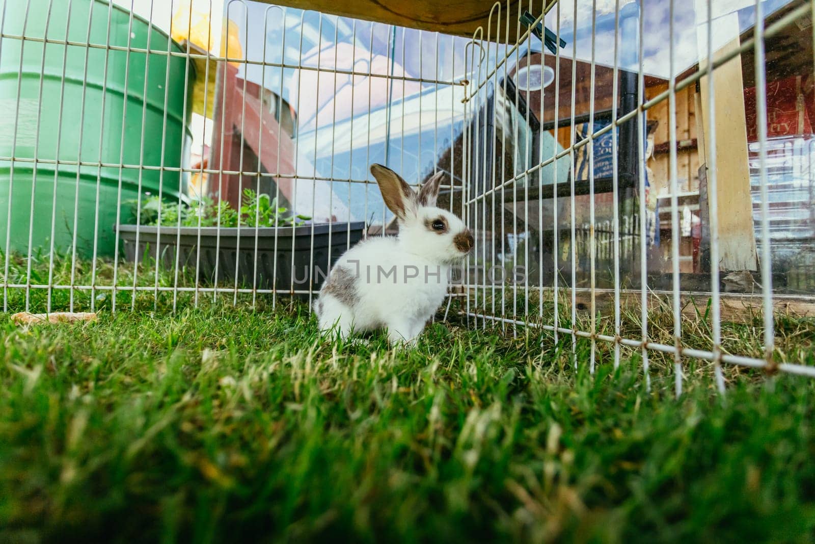 Little bunny is sitting in an outdoor compound. Green grass, spring time.