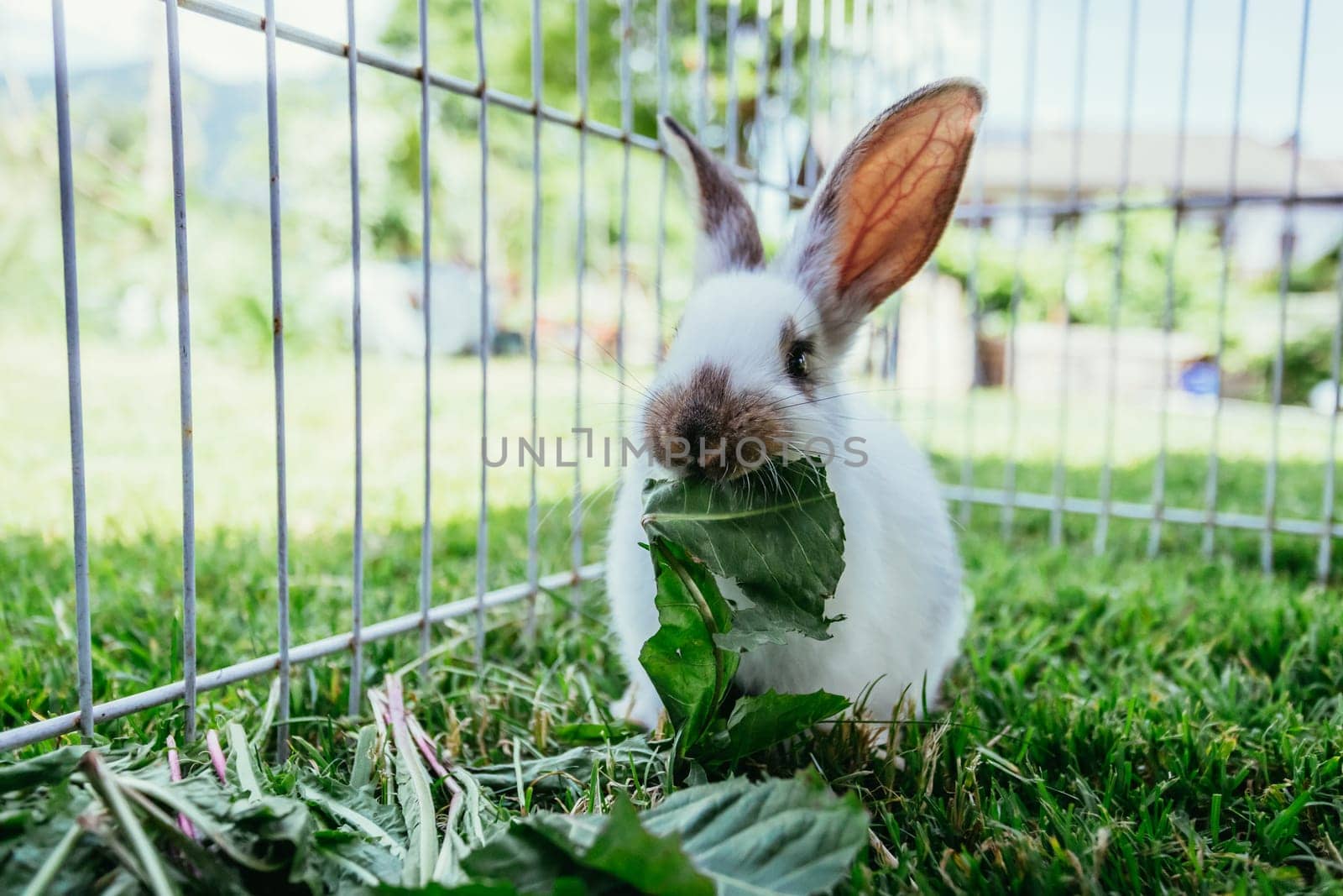 Cute little bunny eats salad in an outdoor compound. Green grass, spring time.