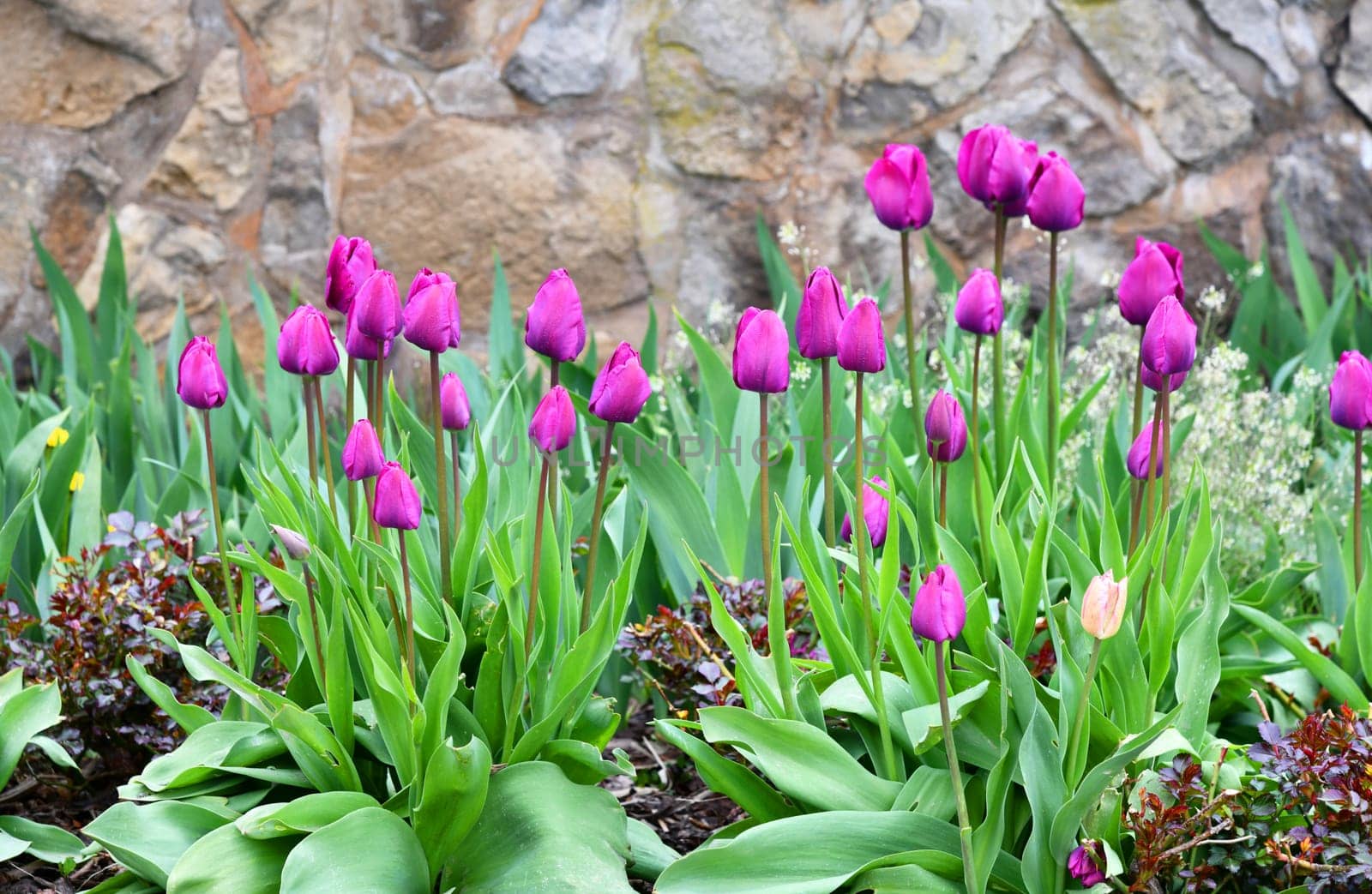 violet tulips