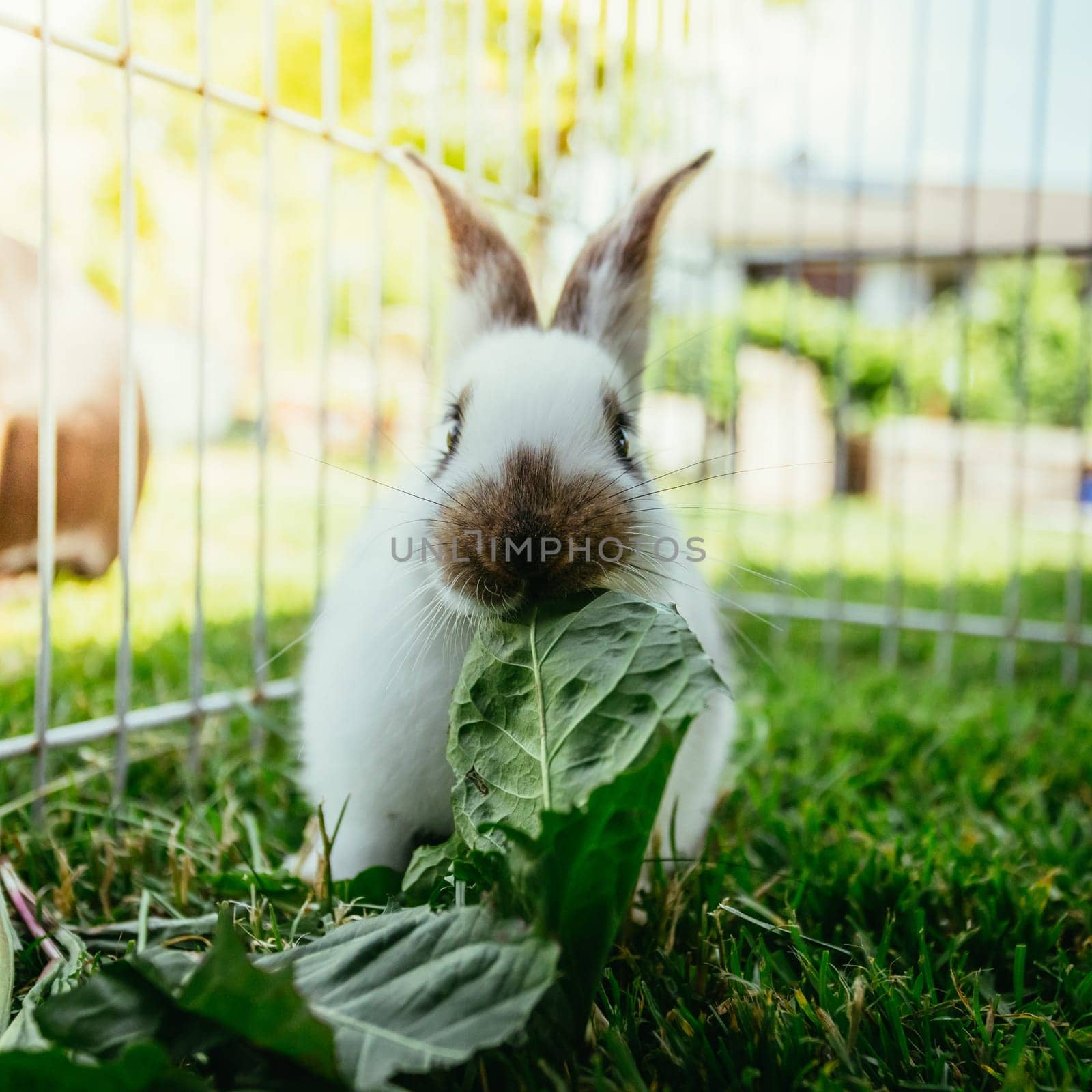 Cute little bunny eats salad in an outdoor compound. Green grass, spring time.