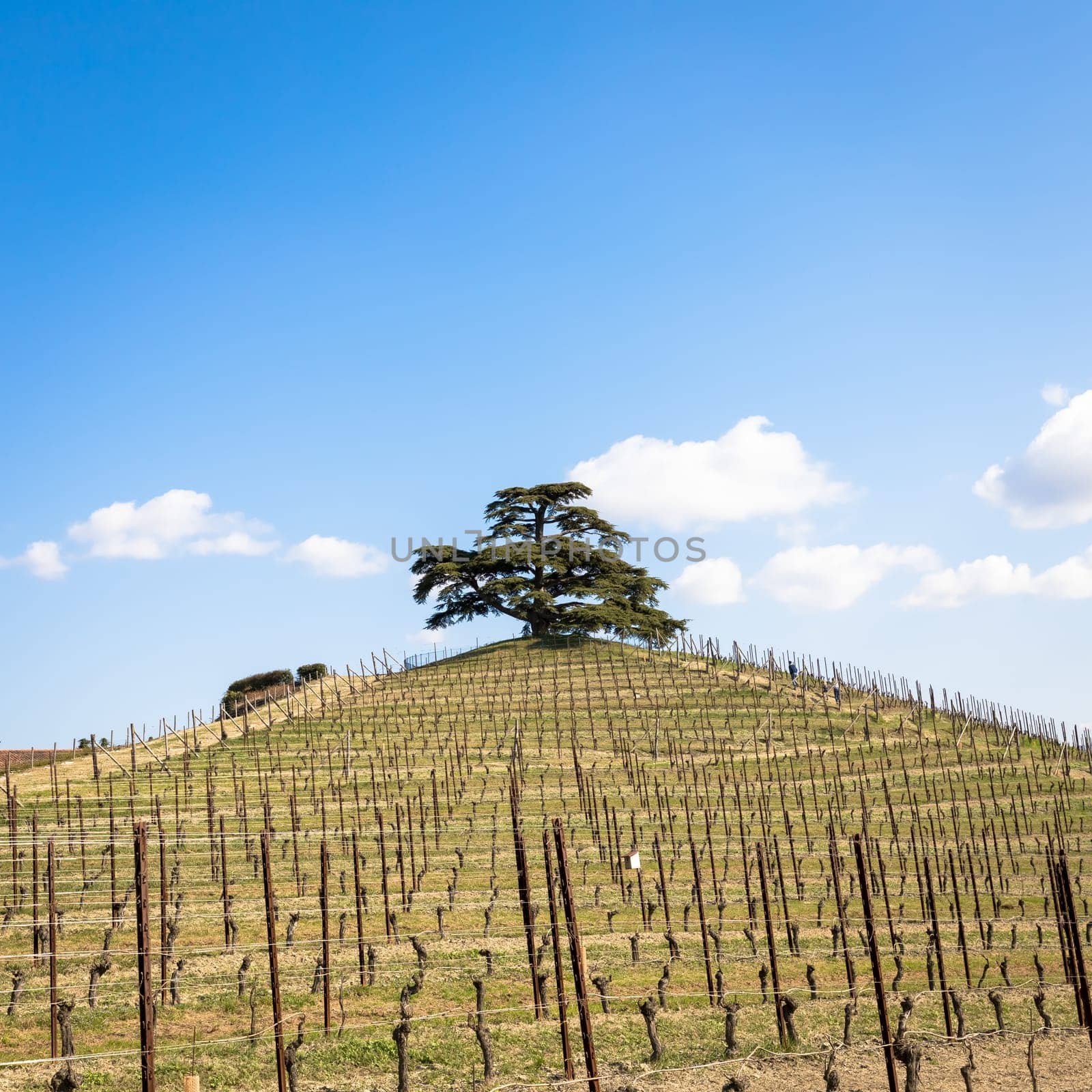 Barolo and Barbaresco countryside in Piedmont region, Italy. Vineyard with grapes cultivation for red wine.