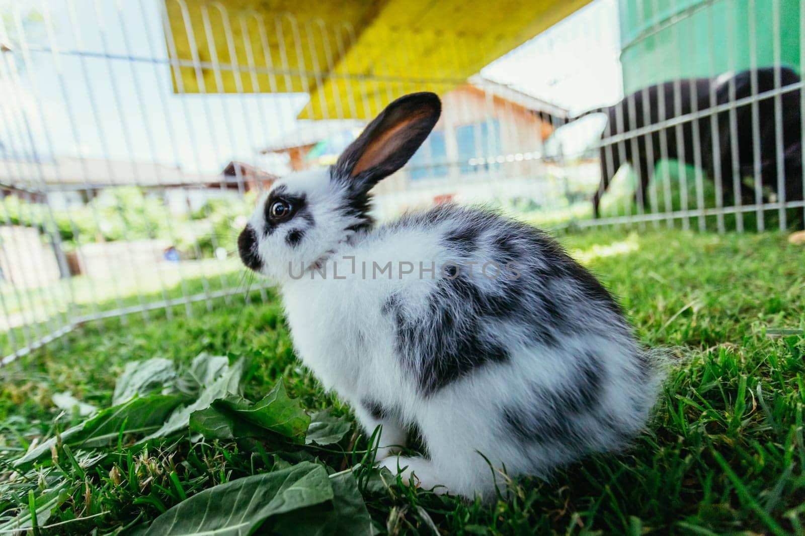 Little bunny is sitting in an outdoor compound. Green grass, spring time.