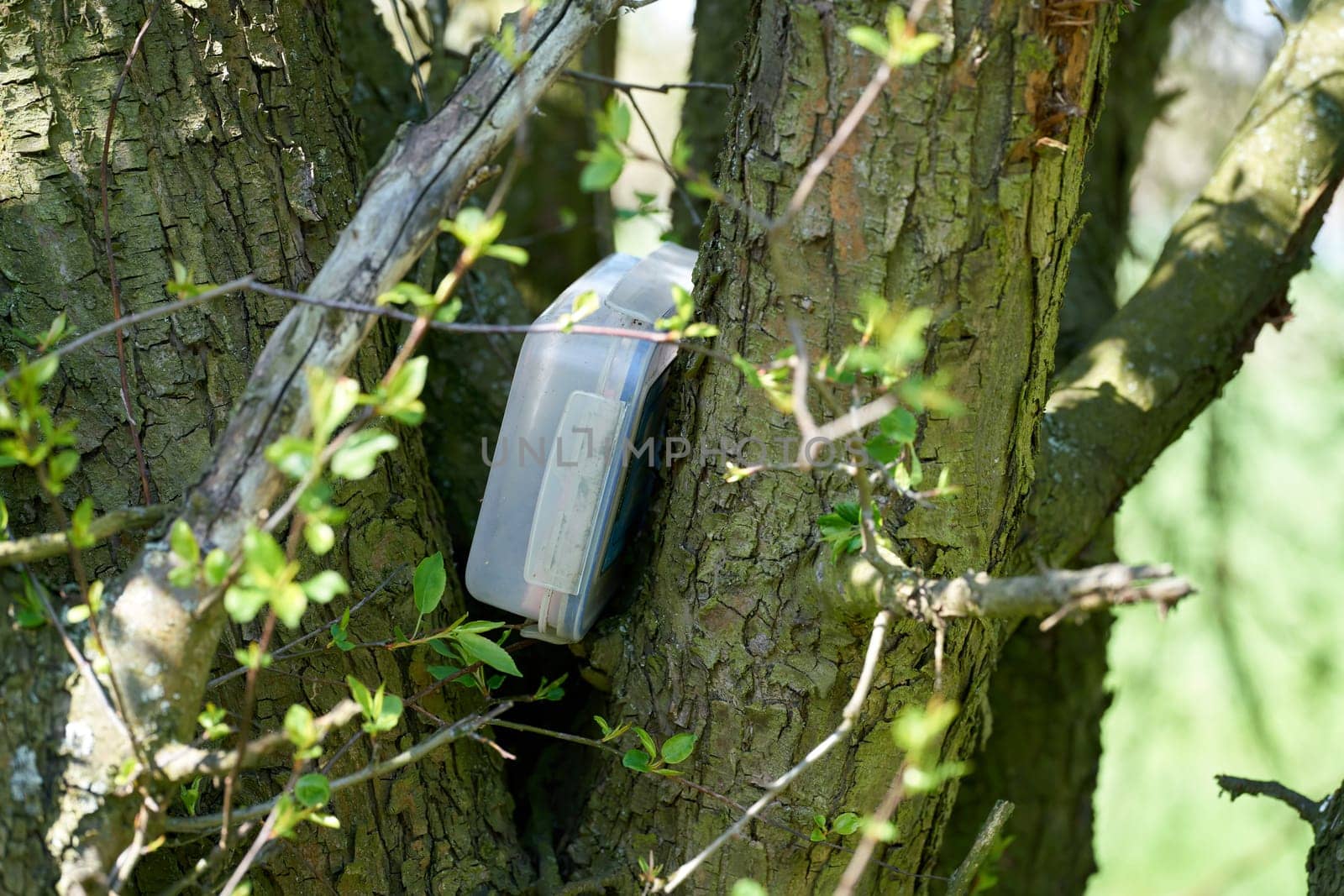 found geocaching hiding place with a cache in a box in a tree in the Herrenkrugpark near Magdeburg in Germany
