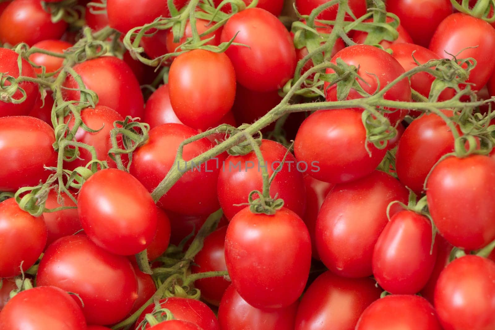 Group of organic nature solanum tomato food and ketchup ingredient. Delicious fresh and juicy vegetables from farming agriculture.