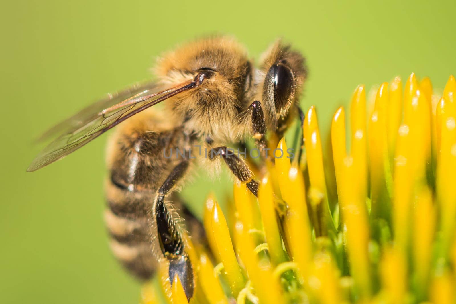 Animal sitting for pollination. Important insect for environment ecology ecosystem. Awareness of nature climate change sustainability.