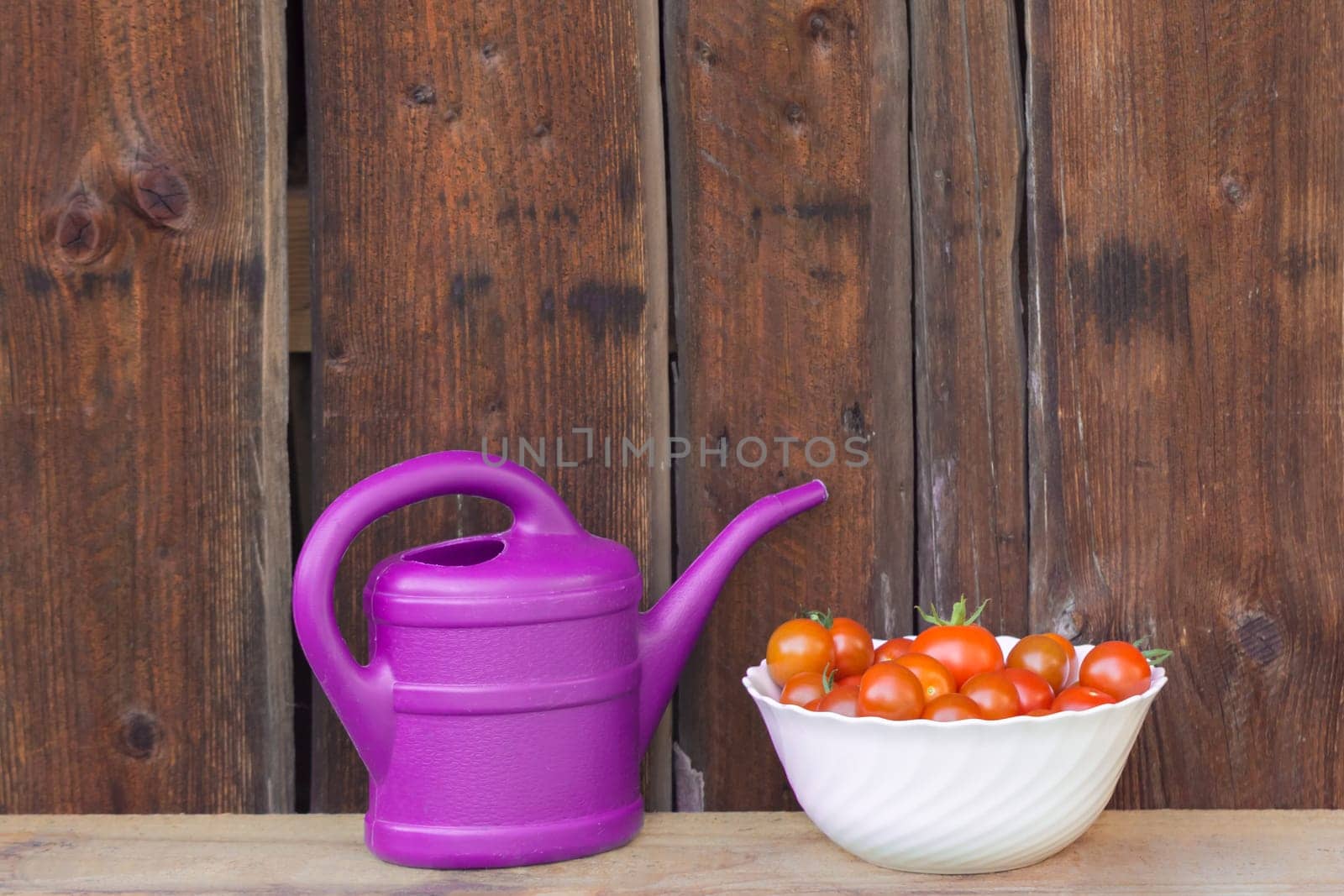 Gardening fresh and juicy vegetables from farming agriculture. Organic nature solanum bio tomato food on wooden copyspace background.