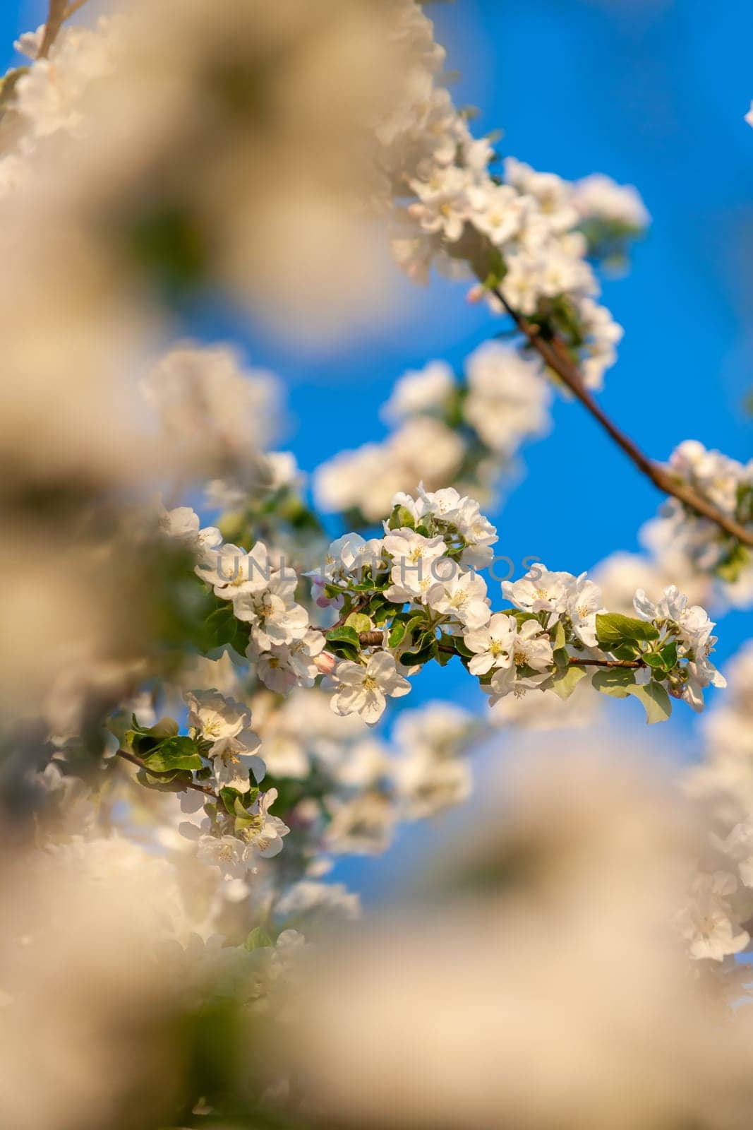 beautiful tree an Apple tree in flower on the green grass with the sun and blue sky - detail photo
