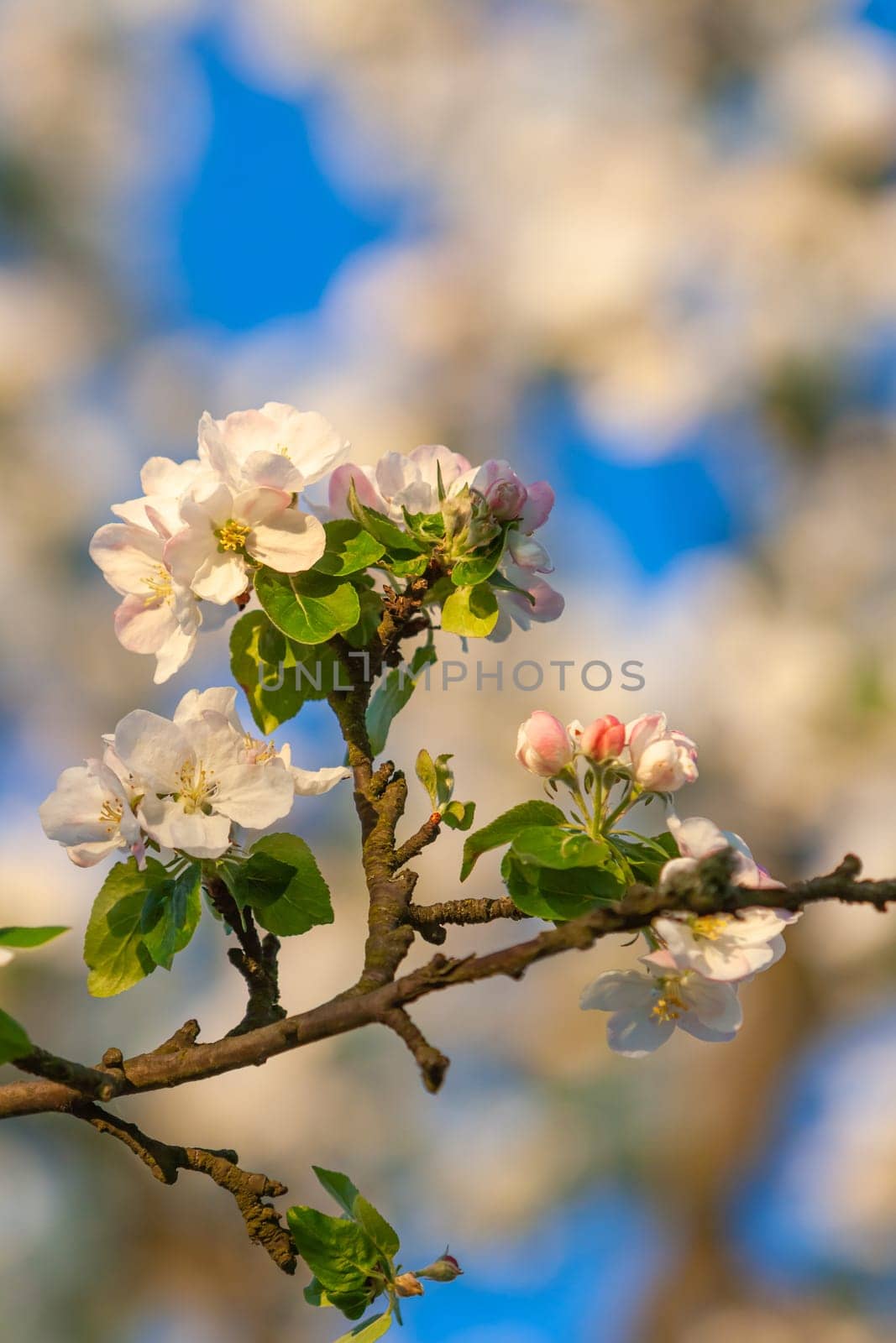 beautiful tree an Apple tree in flower on the green grass with the sun and blue sky - detail photo