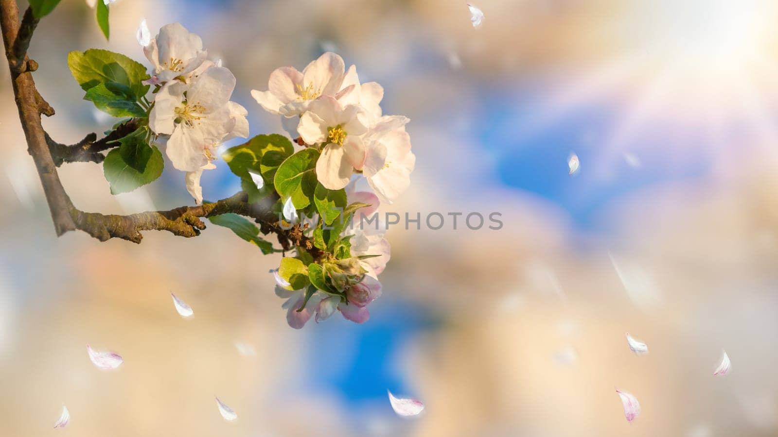 beautiful tree an Apple tree in flower on the green grass with the sun and blue sky - detail photo