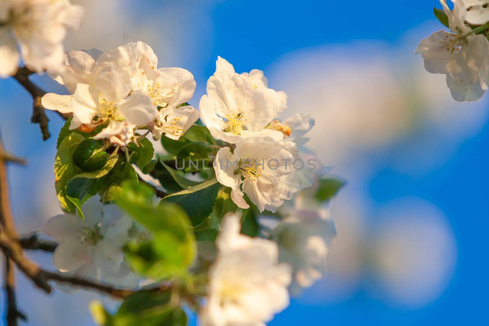 beautiful tree an Apple tree in flower on the green grass with the sun and blue sky - detail photo