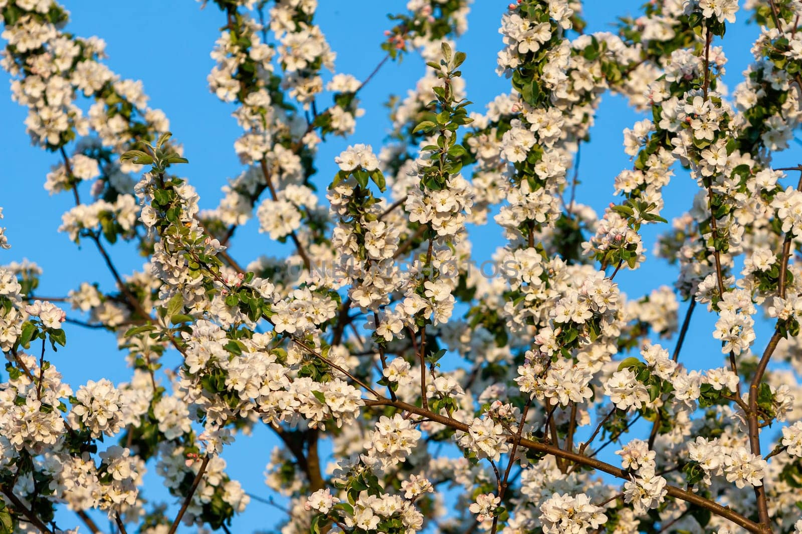 beautiful tree an Apple tree in flower on the green grass with the sun and blue sky - detail photo