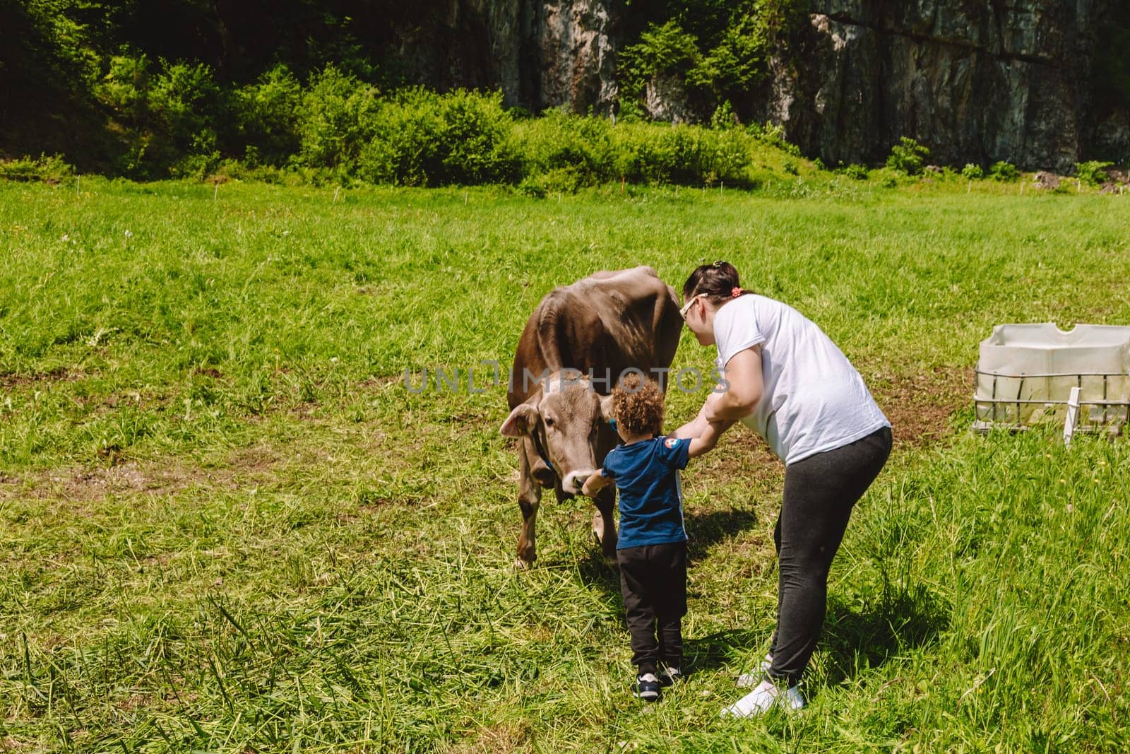 Young boy feeding cow with grass. Mother explains to the little child how to feed the calf. Copy space, Selective focus.