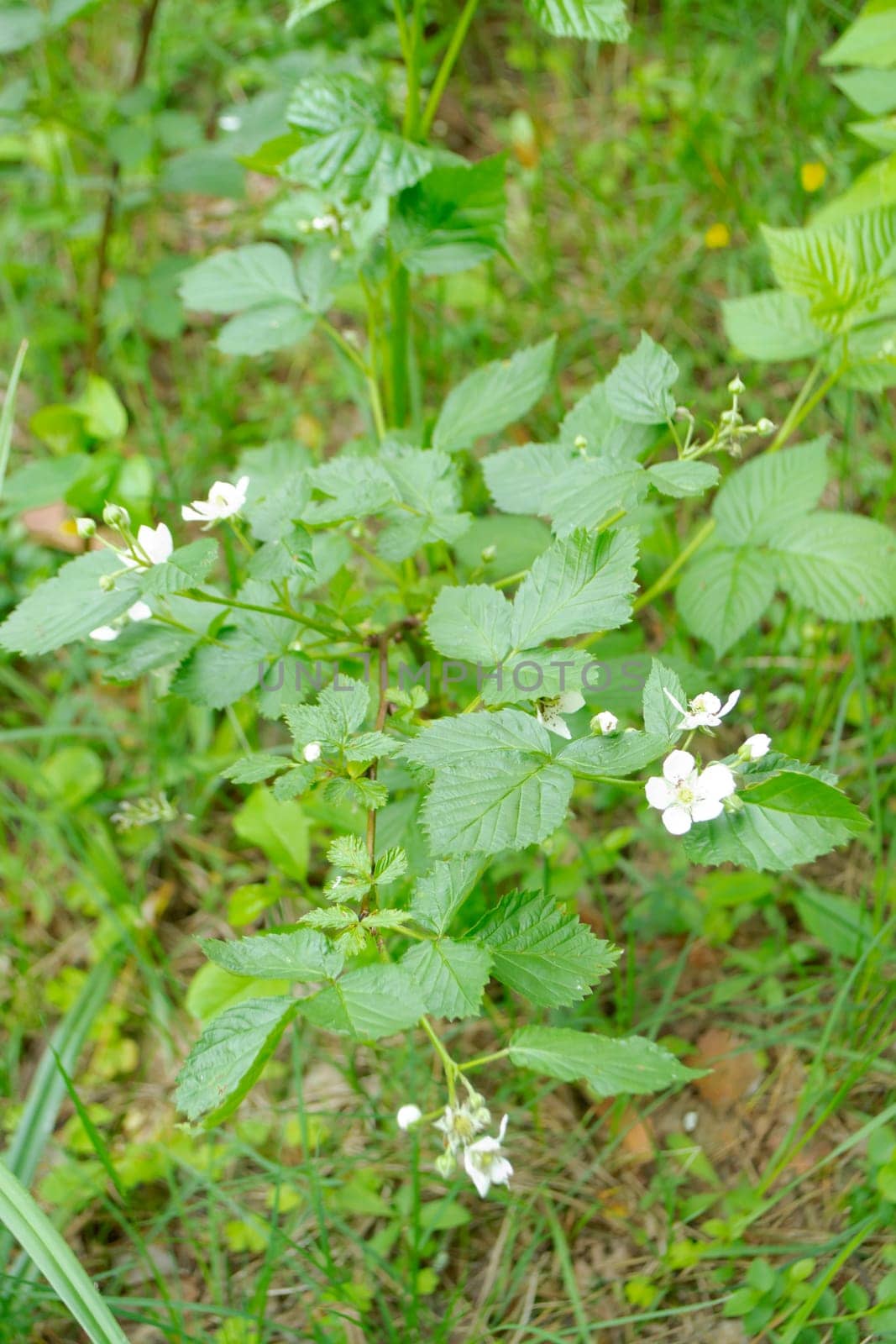 Blackberry flowers blooming in the wild forest.
