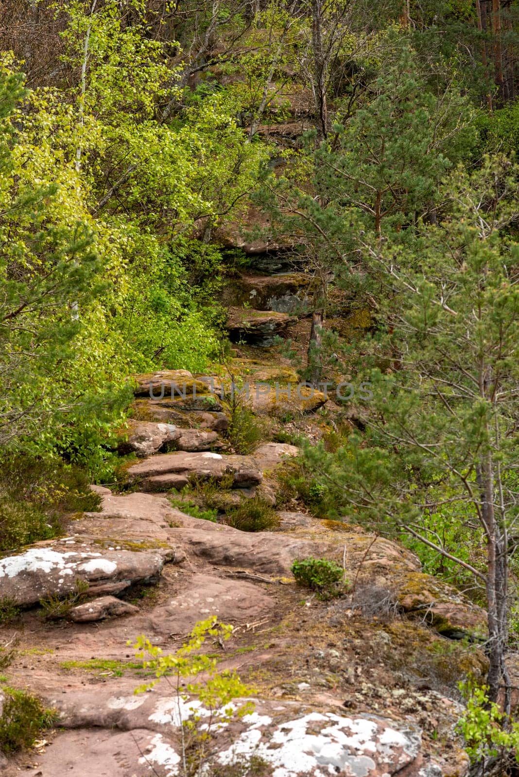 Hiking trail in Germany over a mountain with rocks trees and bushes