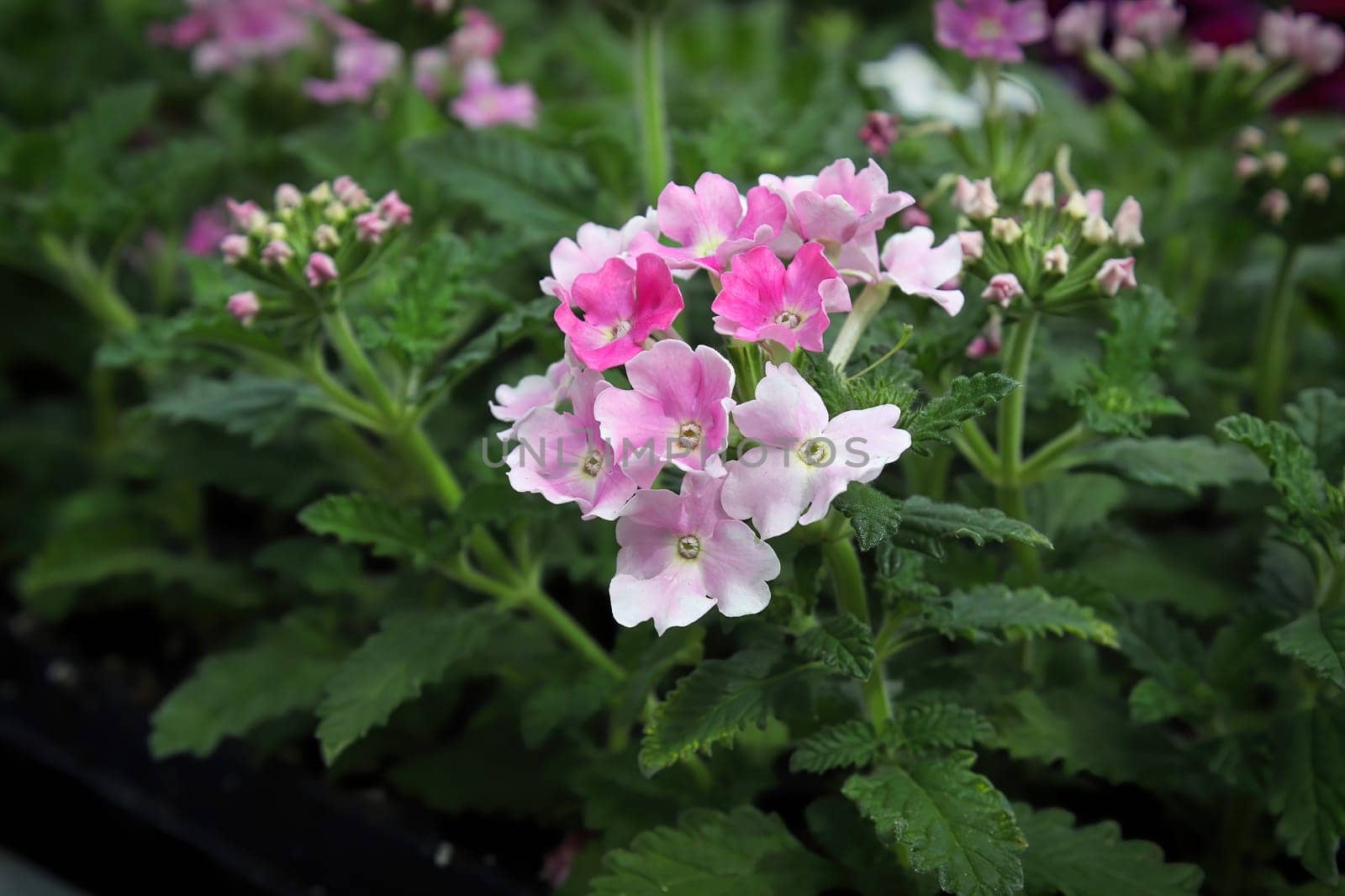 Closeup of pink and white delicate verbena flowers.