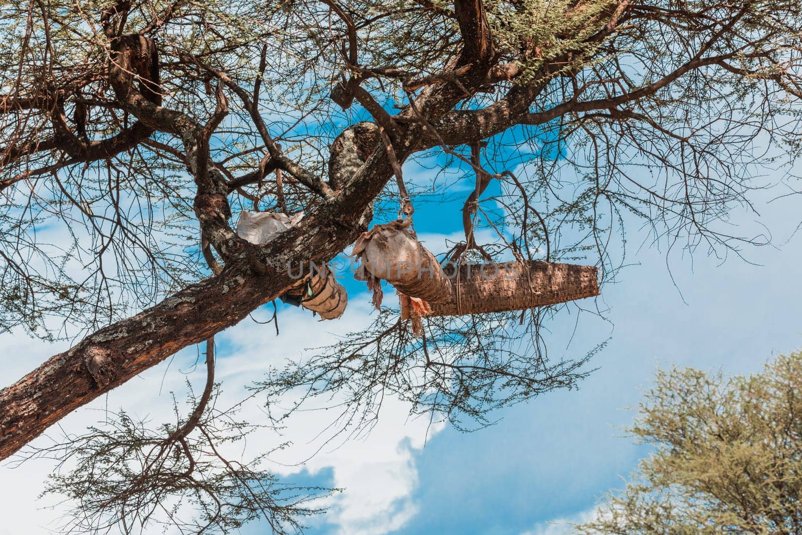 Ethiopian natives traditional collect honey by hanging the bee hives on an acacia tree. Ethiopia, Apiary near Arba Minch lake Chamo. Africa