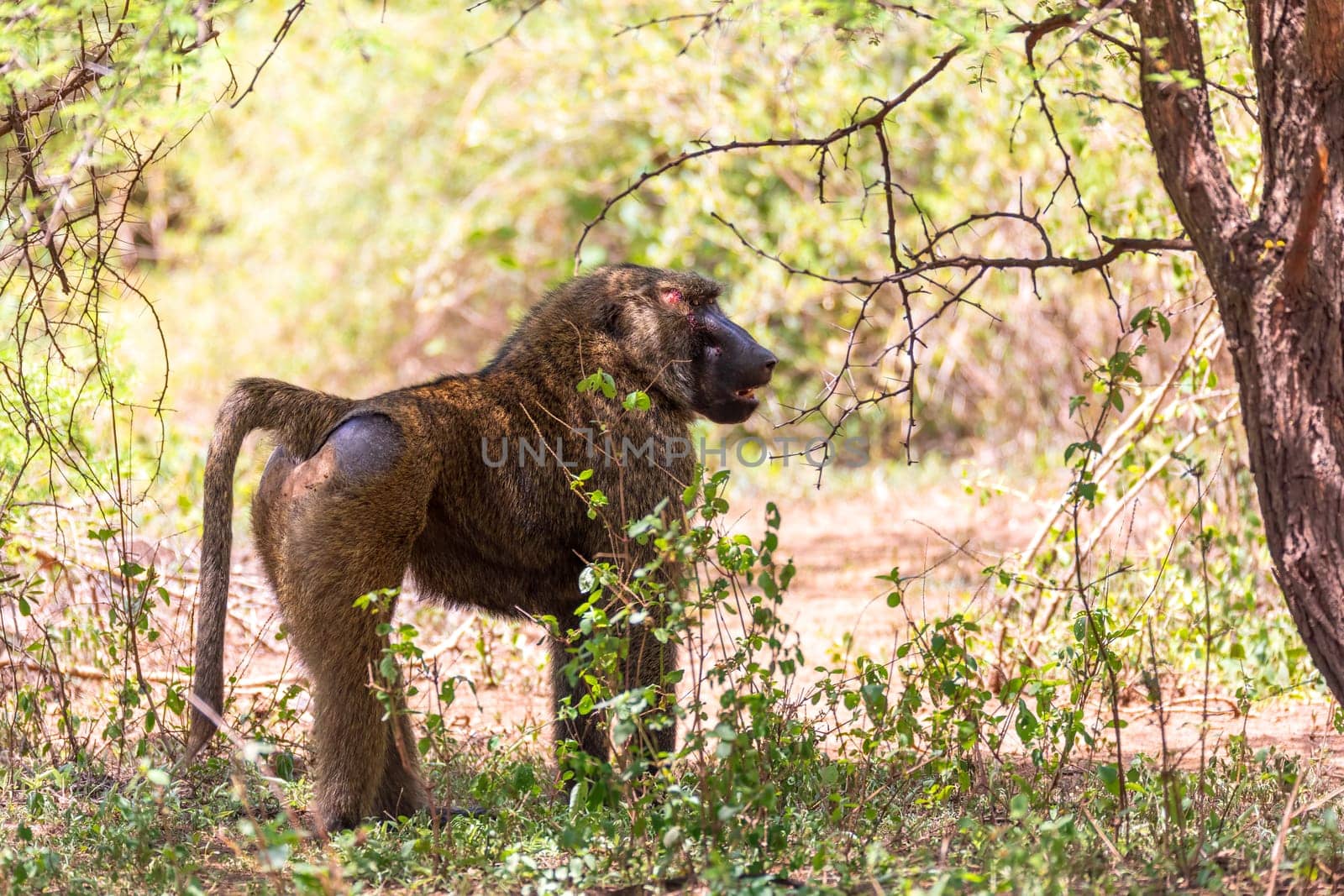 chacma baboon, papio ursinus, injured alpha male after a fight for a female. Chacma is strong and big african monkey. Chamo lake, Ethiopia Africa wildlife