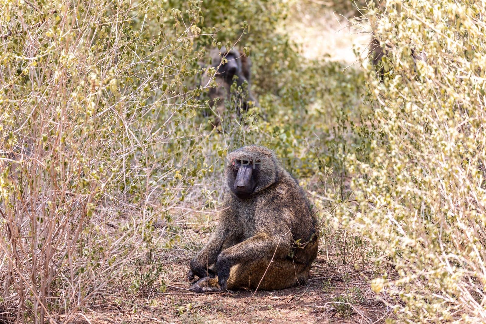 chacma baboon, papio ursinus, injured alpha male after a fight for a female. Chacma is strong and big african monkey. Chamo lake, Ethiopia Africa wildlife