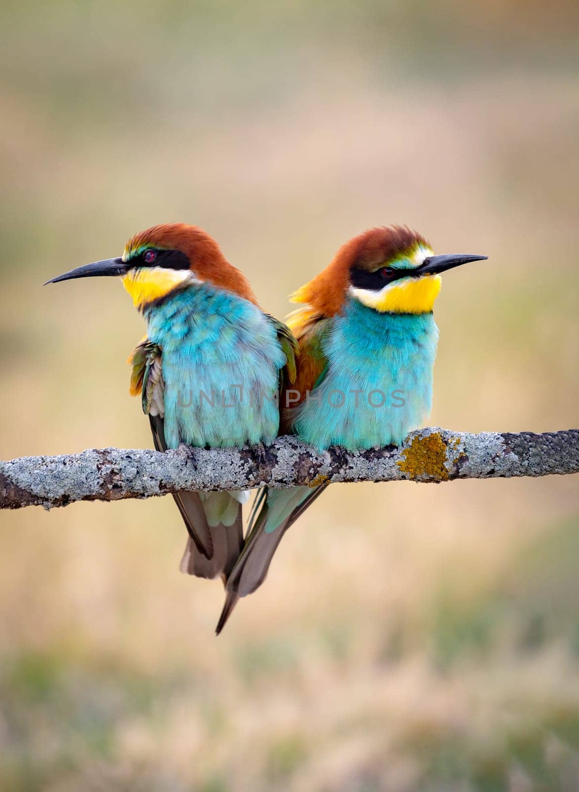 Colorful bee eater bird couple sitting on a branch in spring