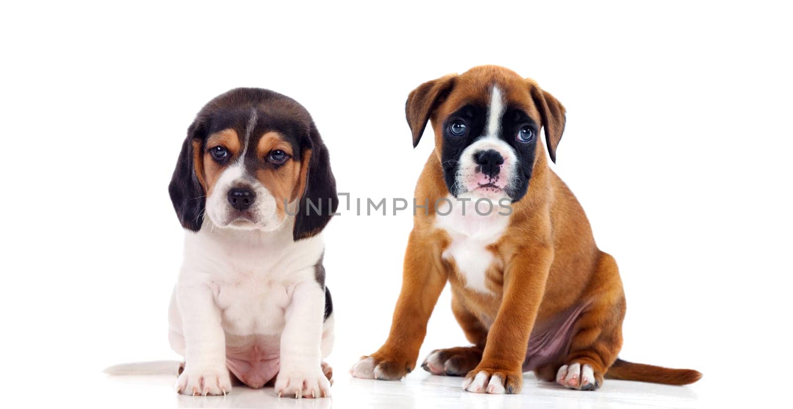 Two beautiful doggies isolated on a white background