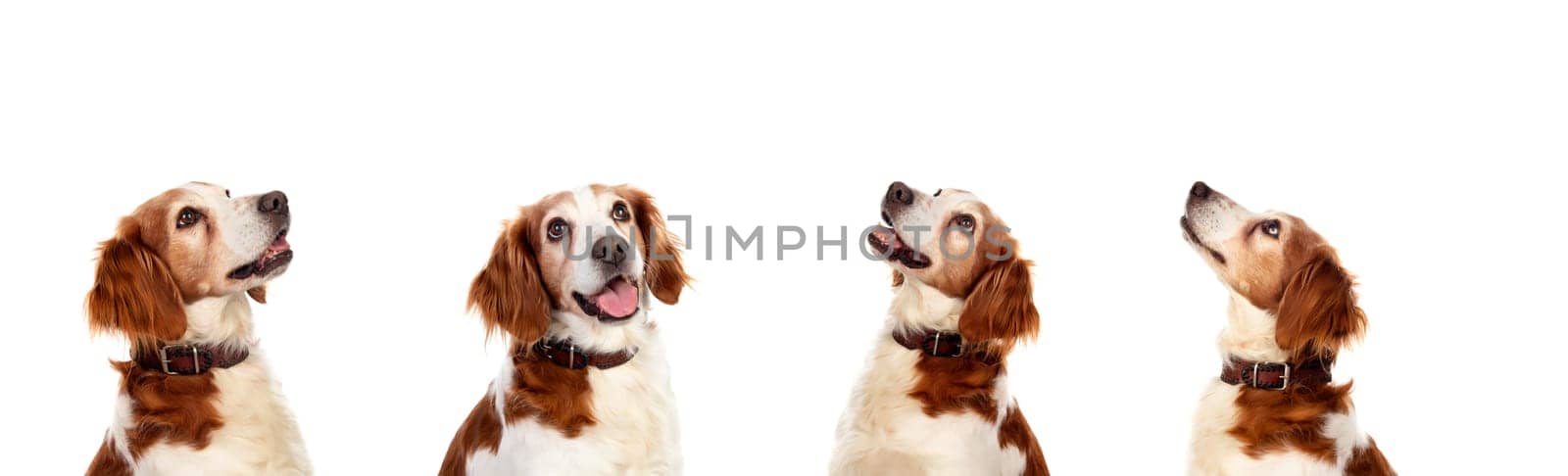 Four pensive equal dogs isolated on a white background