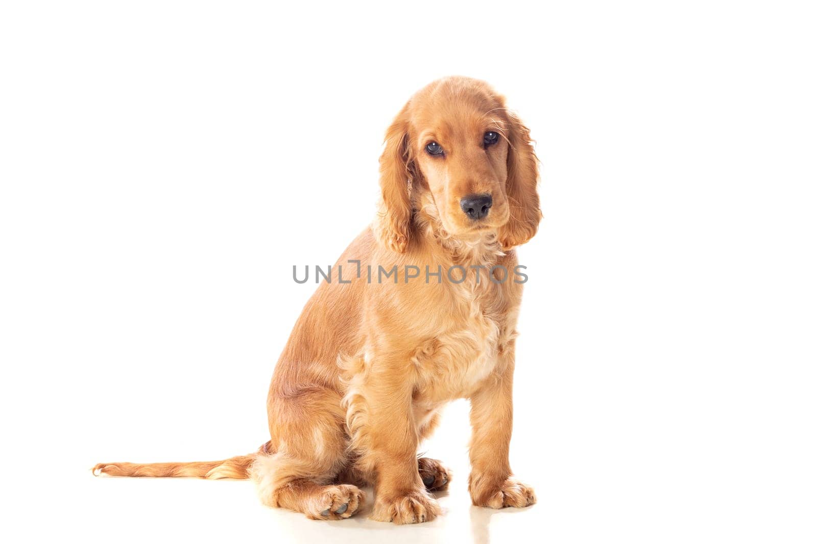 Small cocker spaniel dog with a beautiful blonde hair isolated on a white background