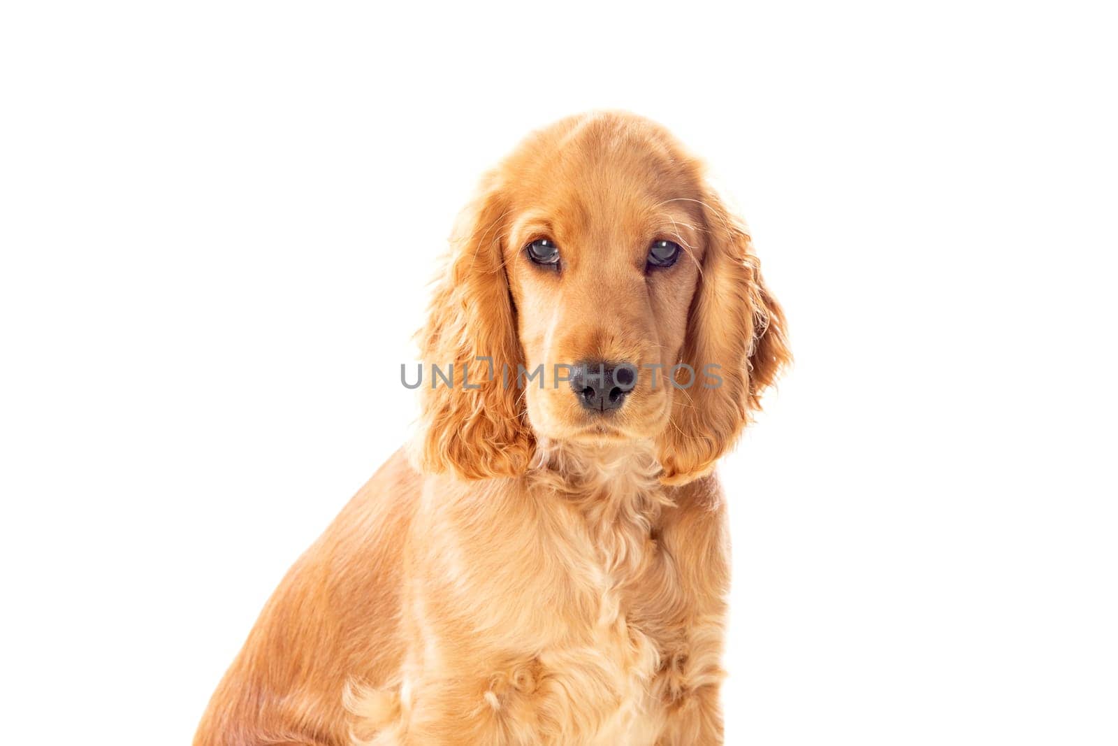 Small cocker spaniel dog with a beautiful blonde hair isolated on a white background