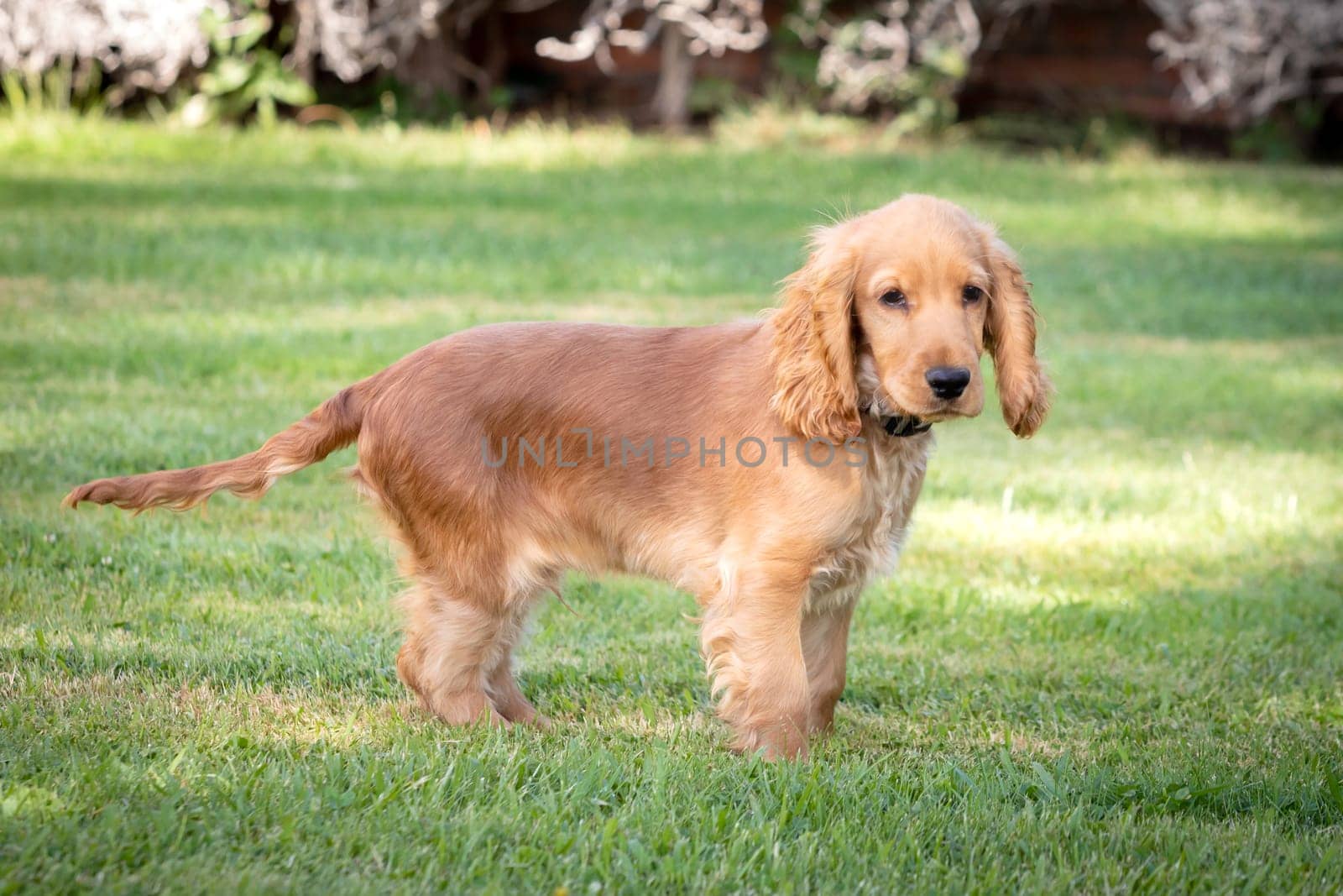 Small cocker spaniel dog with a beautiful blonde hair on the green grass