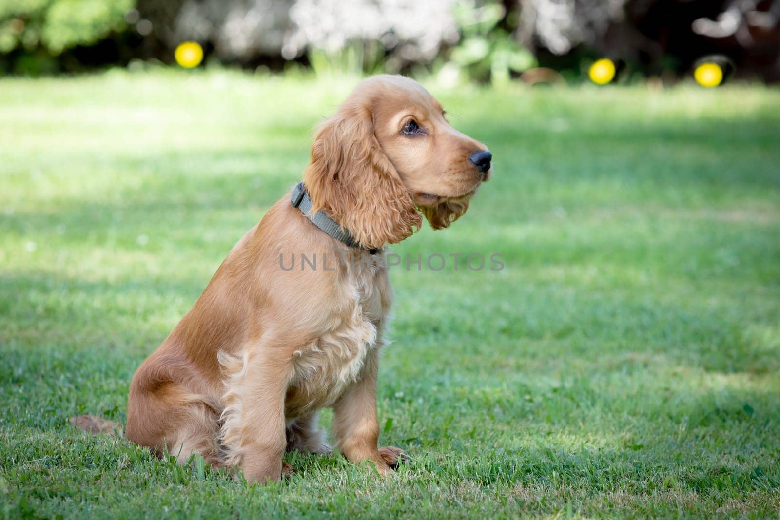 Small cocker spaniel dog with a beautiful blonde hair on the green grass