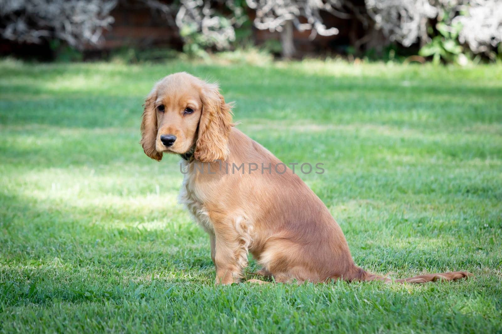 Small cocker spaniel dog with a beautiful blonde hair on the green grass