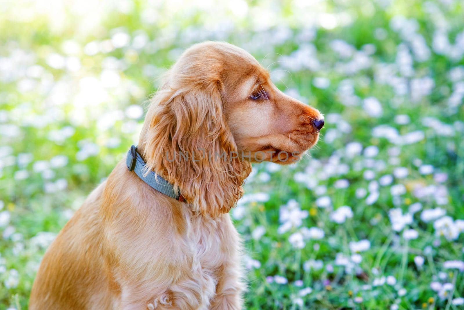 Small cocker spaniel dog with a beautiful blonde hair on the green grass