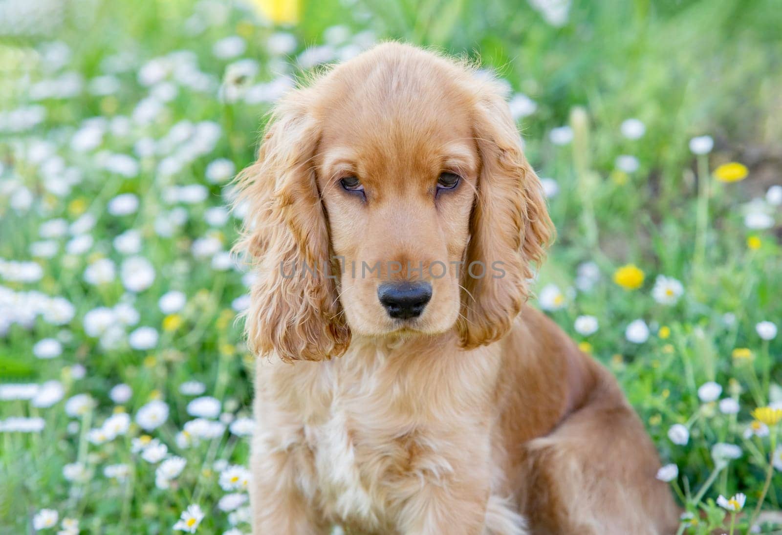 Small cocker spaniel dog with a beautiful blonde hair on the green grass