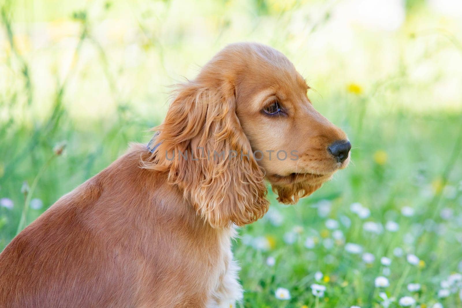 Small cocker spaniel dog with a beautiful blonde hair on the green grass