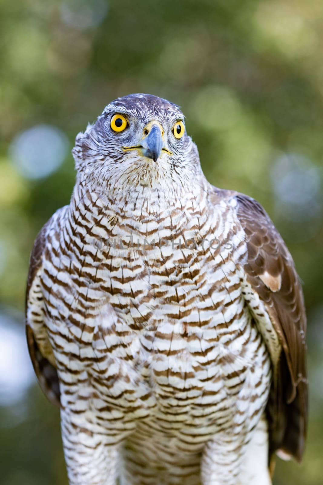 Northern goshawk perching, with colorfull forest background