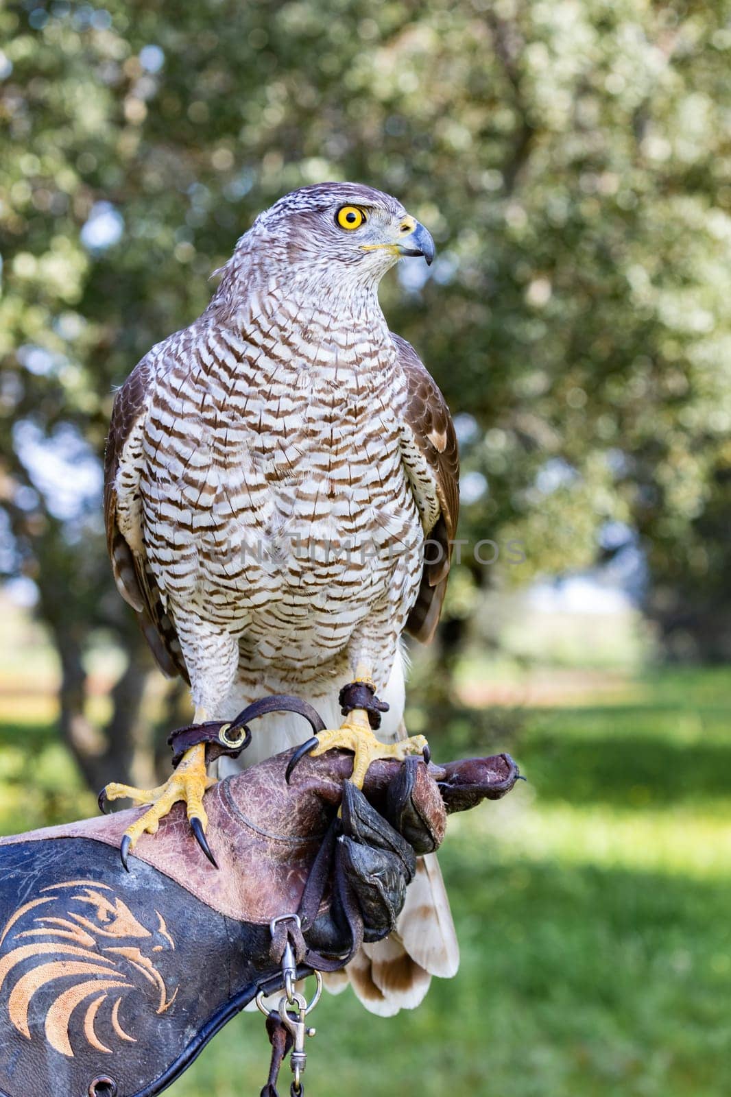 Northern goshawk perching, with colorfull forest background