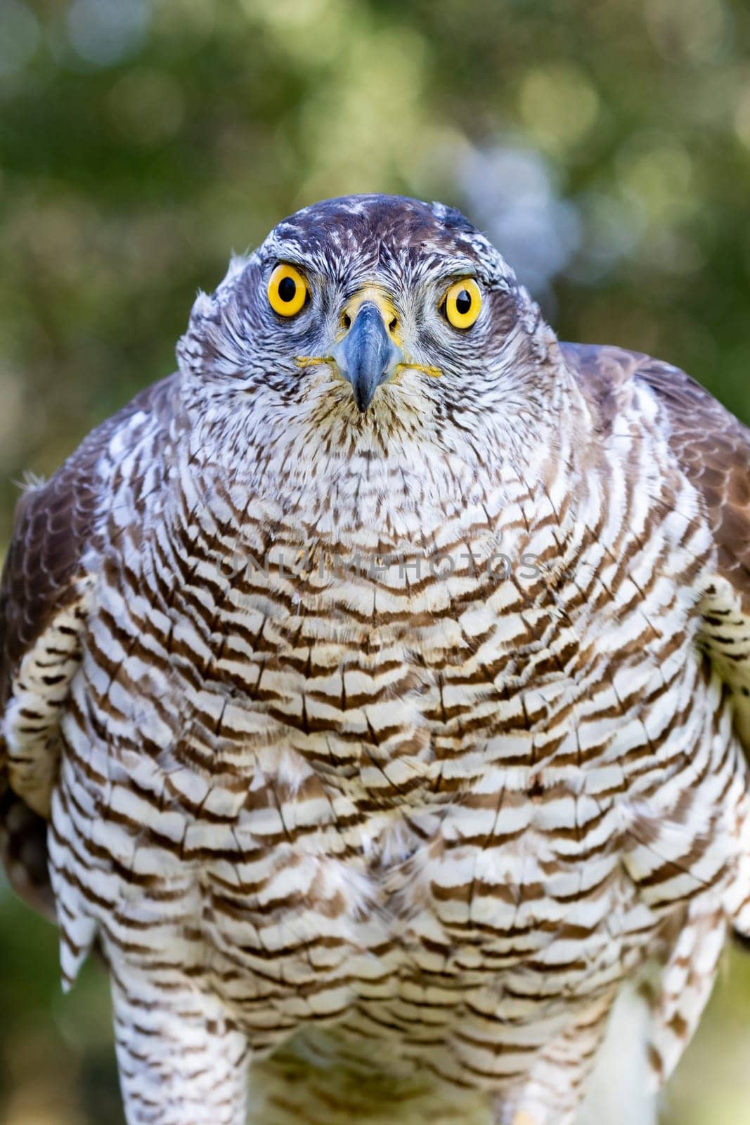 Northern goshawk perching, with colorfull forest background