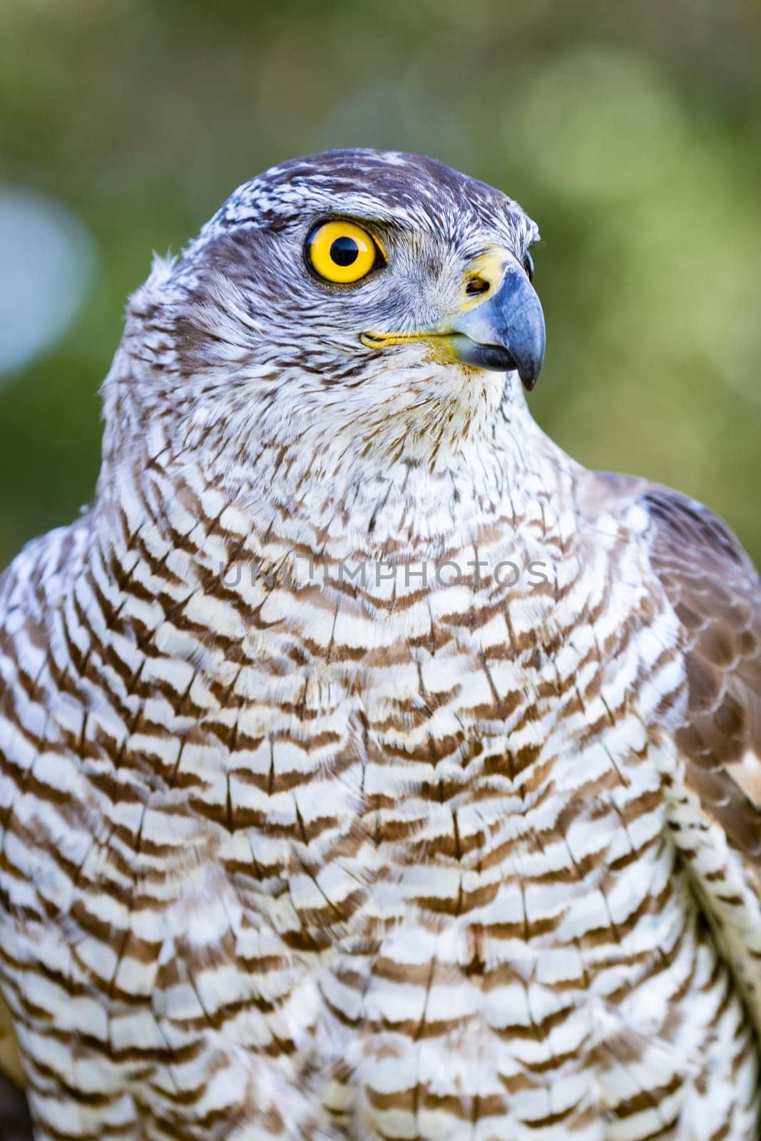 Northern goshawk perching, with colorfull forest background