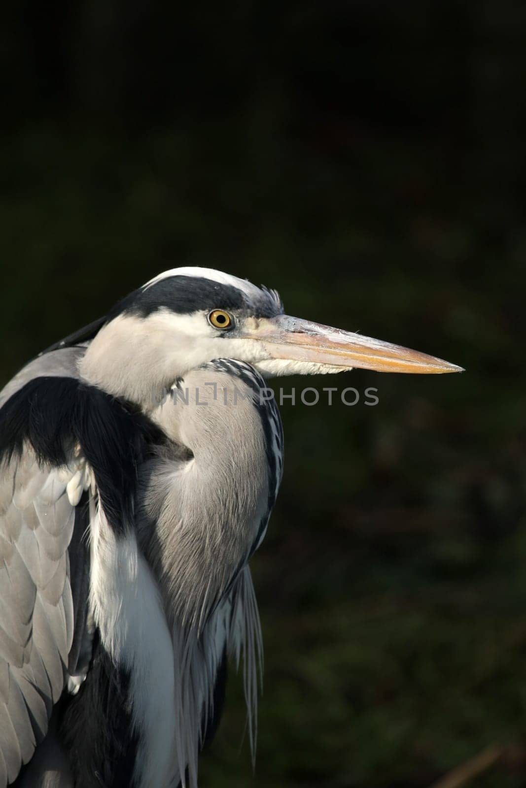 Grey HeronPortrait